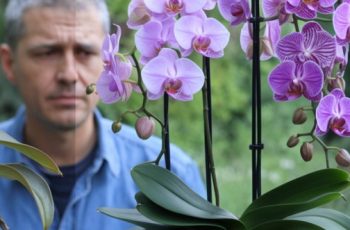 Магията на цъфтежа: Домашни торчета за стотинки, които ще превърнат орхидеите ви в истински рай